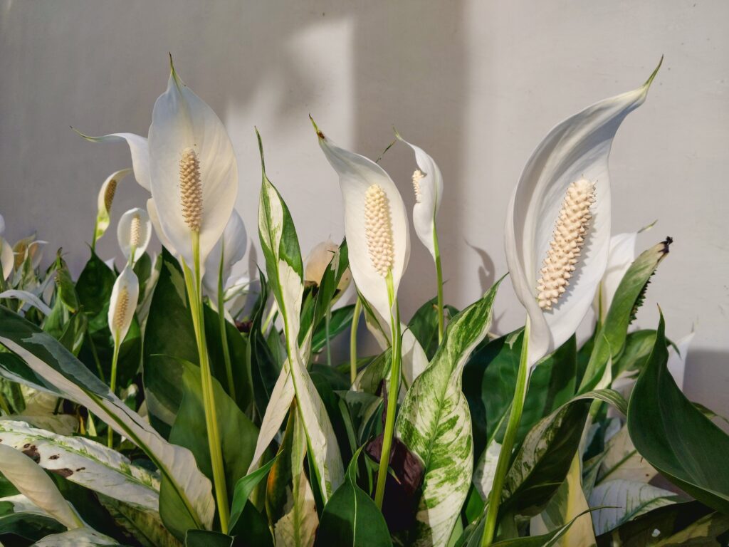 Lilies